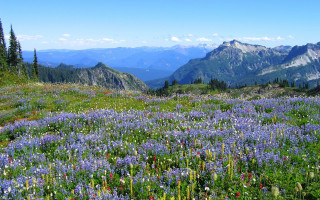 Wildflowers mountains blue sky nature - a field of wildflowers free wallpaper