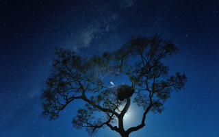 Tree starrysky brightlight moon 1980s - sky in the background free wallpaper