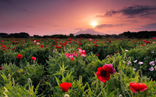 Flower field sunset clouds purple - sky free wallpaper for desktop