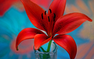 Red flower vase vivid color - background behind free wallpaper for desktop
