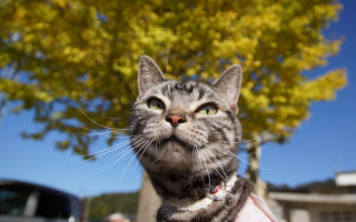 Cat collar looking up autumn - a collar free wallpaper for desktop