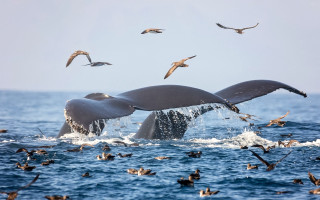 Whale diving ocean birds seagulls - a whale free wallpaper