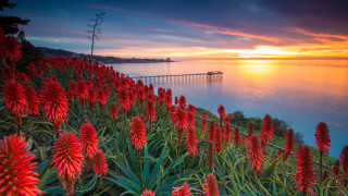 Sunset water pier red flowers - a pier in the distance free wallpaper