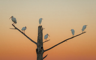 Birds on branch sunset gradient - top of a tree branch free wallpaper
