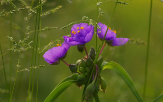 Purple flowers green grass yellow - green grass free wallpaper