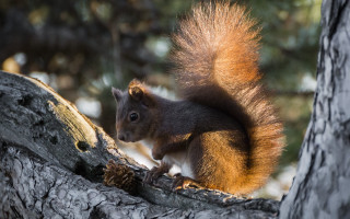 Squirrel on branch eating pine - a squirrel free wallpaper for desktop
