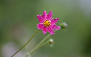 Pink flower yellow center blurry 2 - a blurry background free wallpaper for desktop