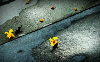 Yellow flowers road puddle sidewalk - the side of a road next free wallpaper