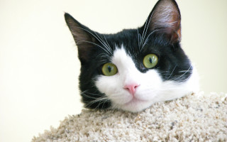 Black white cat green eyes 7 - cat free wallpaper