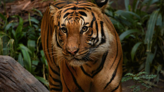 Tiger forest bamboo log wildlife - a tiger free wallpaper for desktop