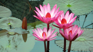 Pink water lilies pond bird - over the water free wallpaper