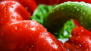 Tomatoes water droplets green leaf - tomato free wallpaper