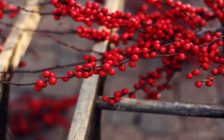 Branch berries closeup nature macro - free christmas wallpaper