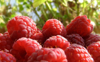 Raspberries ground outdoors photorealism macro - a bunch of raspberries free wallpaper