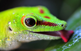 Green lizard red stripe leaf 2 - drop of water free wallpaper
