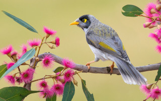 Bird branch pinkflowers greenbackground macro - elizabeth durack free wallpaper
