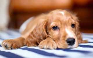 Dog shiba inu bed blurry - dog free wallpaper