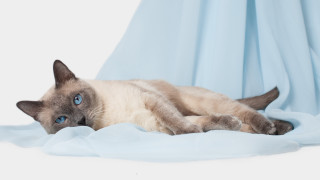 Siamese cat blue sheet curious - the camera free wallpaper for desktop