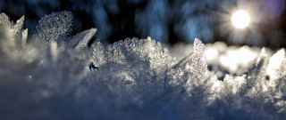 Snow forest skiing moonlight nature - forest free wallpaper
