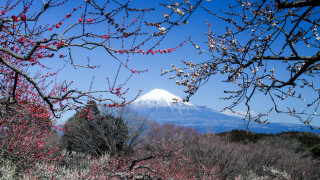 Mountain snowcapped flowers forest ukiyo - ukiyoe free wallpaper for desktop
