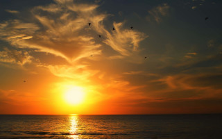 Sunset birds ocean sky clouds - a sunset free wallpaper