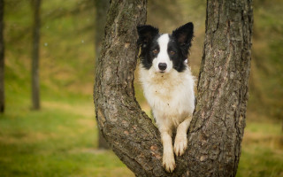 Dog sitting in tree grassy - a grassy area in the background free wallpaper