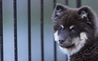 Sad shiba inu cage photorealistic - a cage free wallpaper