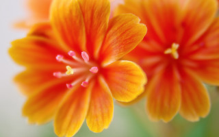 Orange flower bokeh macro closeup - a close up free wallpaper