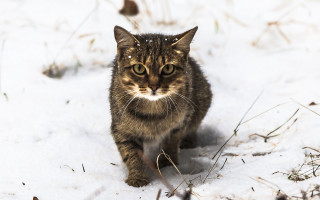 Cat snow winter sad eyes - the snow free wallpaper