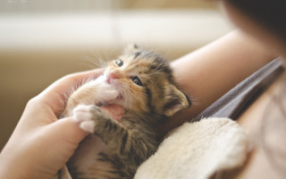 Adorable person holding kitten paw - free animals wallpaper