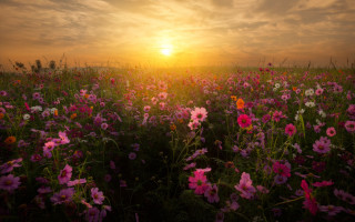 Flower field sunset clouds pink 2 - a field of flowers free wallpaper for desktop