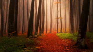 Forest trail autumn leaves magic - the air above free wallpaper