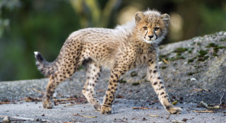 Young cheetah cub rock path - wild free wallpaper