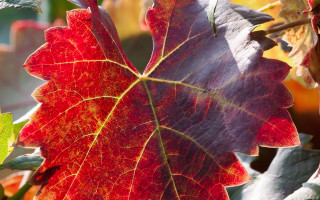 Leaf branch background puzzle fall - a close up of a leaf free wallpaper