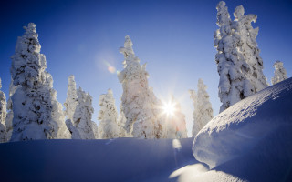 Snowboarder slope trees sunlight lens - anamorphic free wallpaper