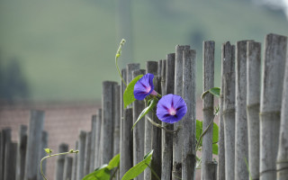 Purple flower wooden fence green - the fence free wallpaper