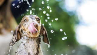 Dog bath fountain water droplets - water droplet free wallpaper