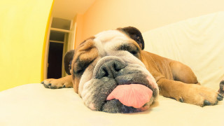 Dog lying bed tongue out - chang daichien free wallpaper for desktop