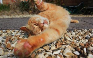 Cat laying on rocks gravel - closed free wallpaper