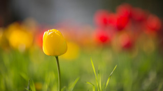 Yellow tulip red flower blurry - dirck van der lisse free wallpaper