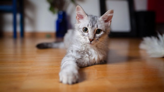 Cat floor camera blurry plant - glamor pose free wallpaper