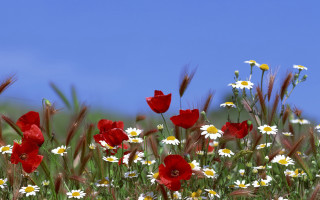 Wildflowers daisies blue sky clouds - a few cloud free wallpaper for desktop