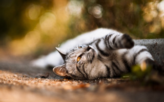 Cat laying back paws ground - its head on free wallpaper