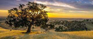 Tree sunset clouds people landscape - the grass below free wallpaper