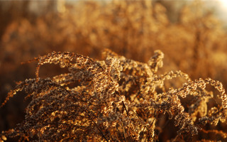 Autumn leaves blurry forest fire - a close up of a plant free wallpaper