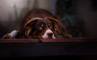 Sad dog table camera jigsaw - sad free wallpaper