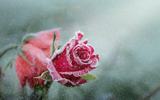 Frosted rose on branch snow - a rose free wallpaper