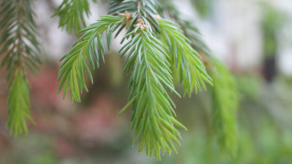 Pine needle closeup blurry background - a close up of a pine tree branch free wallpaper for desktop
