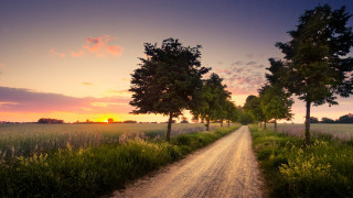 Dirt road trees sunset grass - both side of it free wallpaper for desktop