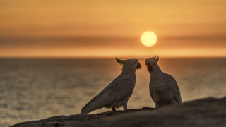 Birds sunset ocean beach moon - a rock near the ocean free wallpaper